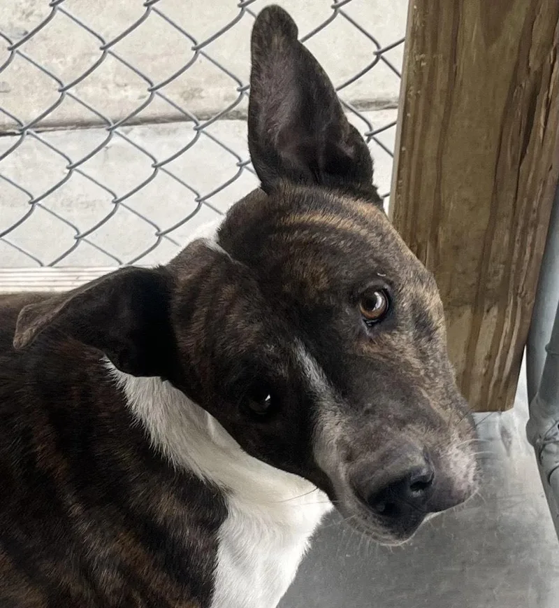 Wally Handsome Devil