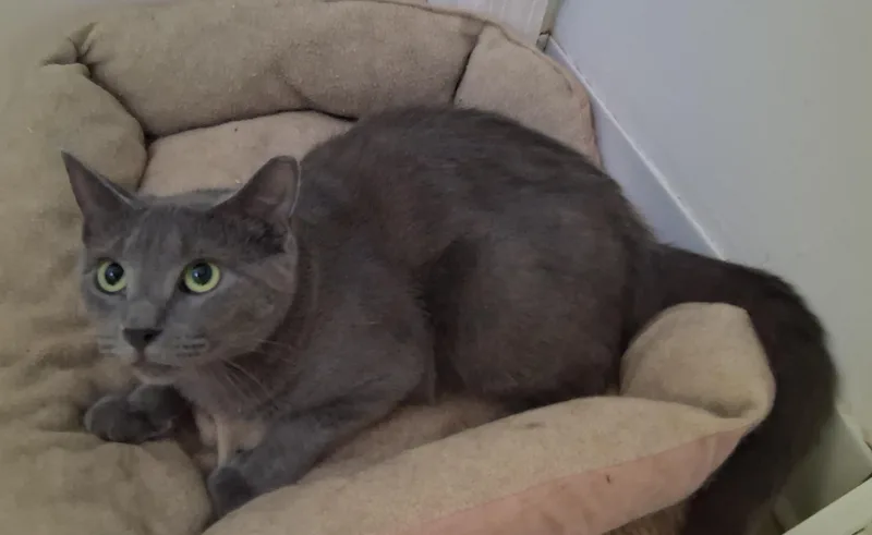 An adult medium-sized female Gray / Blue / Silver Domestic Short Hair cat named Gracie for adoption in Bear, DE