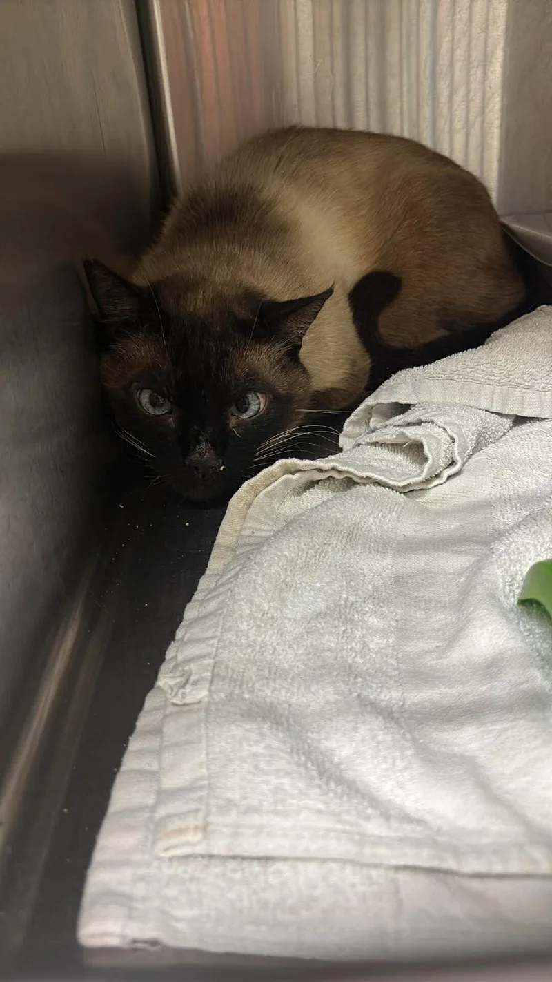 An adult medium-sized male Seal Point Domestic Short Hair cat named Unknown for adoption in Burgaw, NC