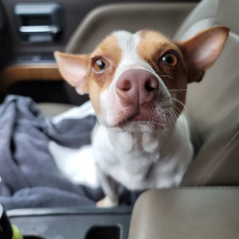 Sweet Dorito thumbnail 4