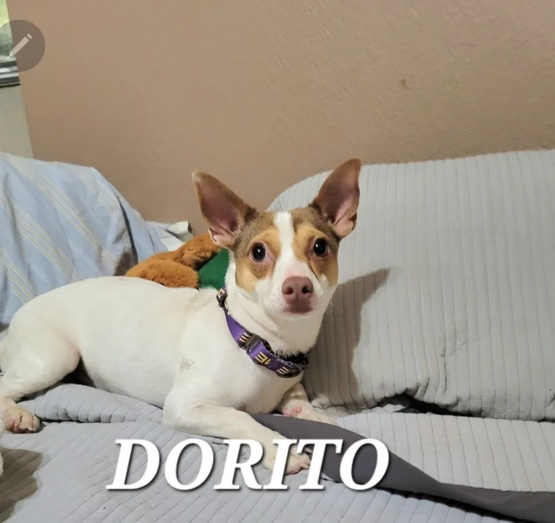 Sweet Dorito thumbnail 5