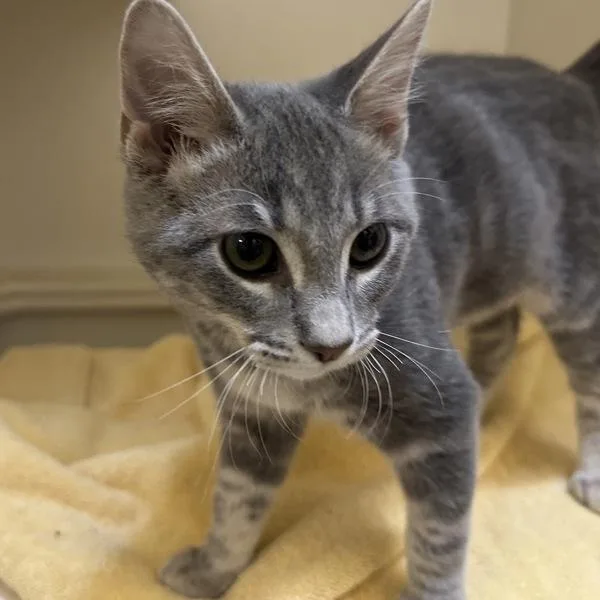 A baby small-sized male Domestic Short Hair cat named Park Place for adoption in Walnut Creek, CA