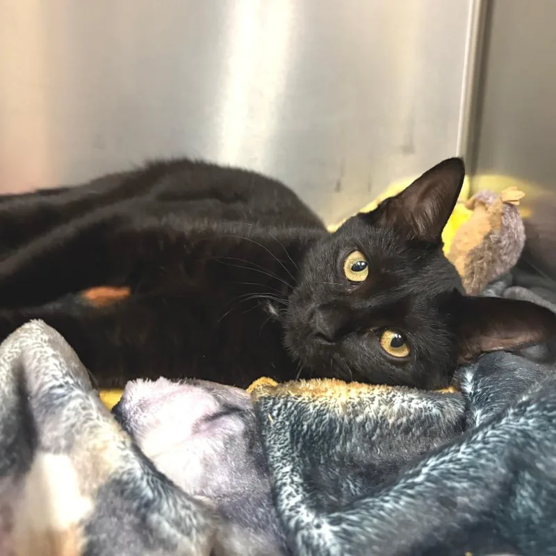 A young small-sized female Black Domestic Short Hair cat named Momo for adoption in East Hampton, NY