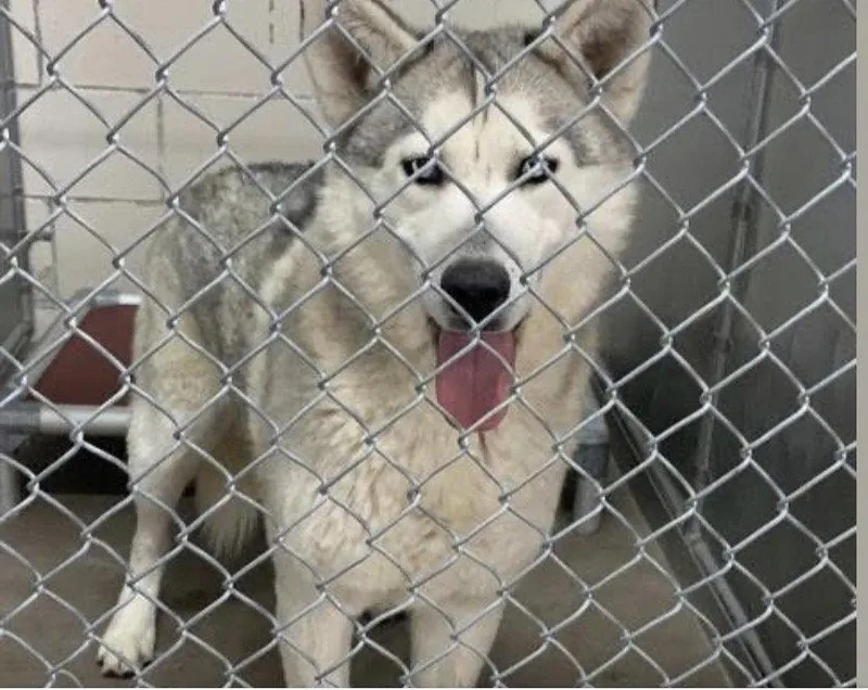 A young medium-sized female Siberian Husky dog named Indigo for adoption in Cedar Crest, NM