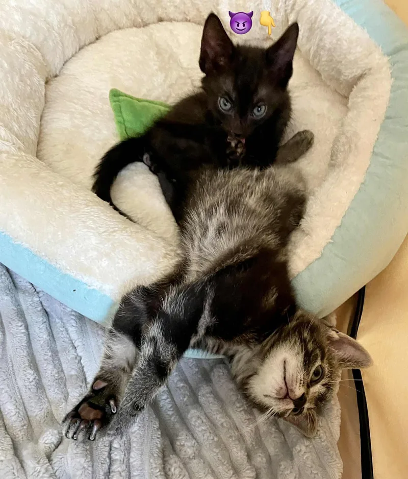 A baby small-sized male Black American Shorthair cat named Bean Reilly for adoption in Staten Island, NY