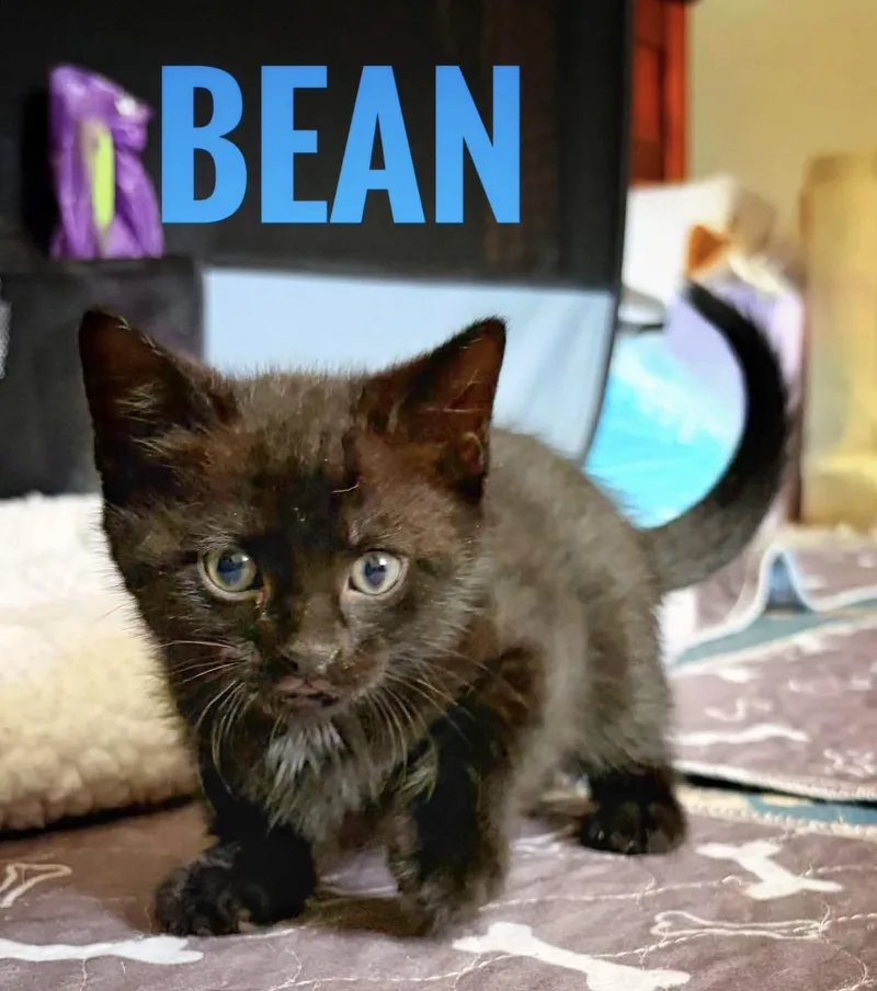 Bean Reilly thumbnail 2