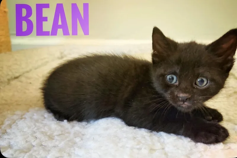 Bean Reilly thumbnail 6