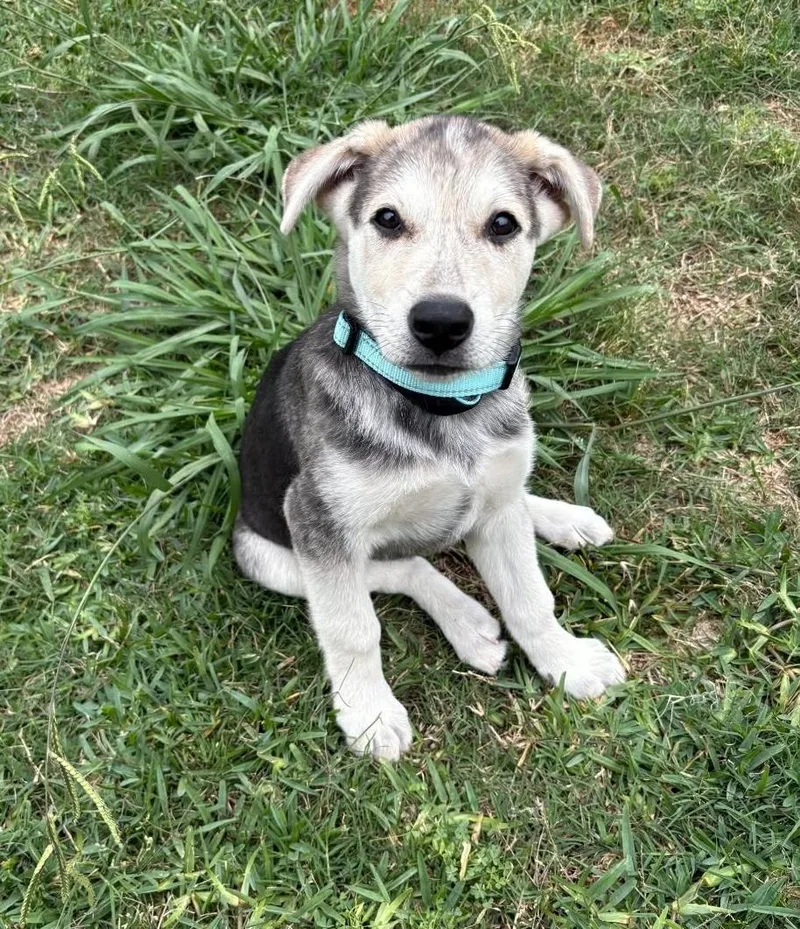 A young medium-sized male Tricolor (Brown, Black, & White) Shepherd dog named Professor Boomer for adoption in Cypress, TX
