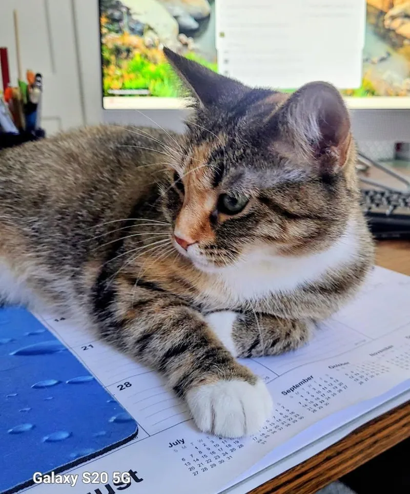 Miss Blair thumbnail 2