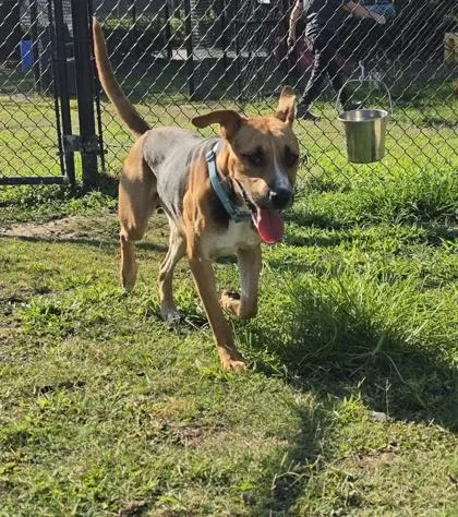 A young medium-sized male Hound dog named Bosephus for adoption in Conway, SC