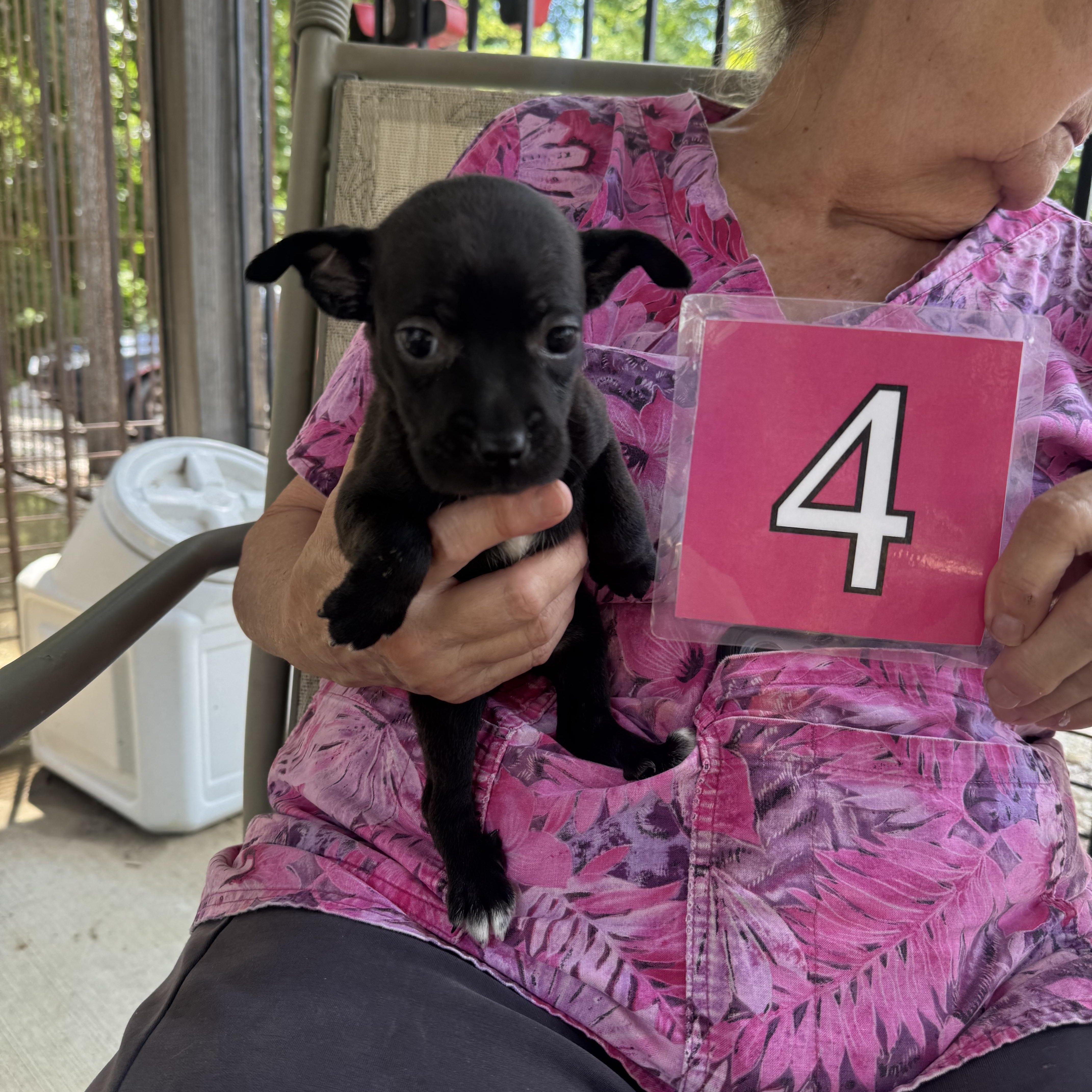 A baby small-sized female Black Chihuahua dog named Birdie for adoption in Hamilton , NJ