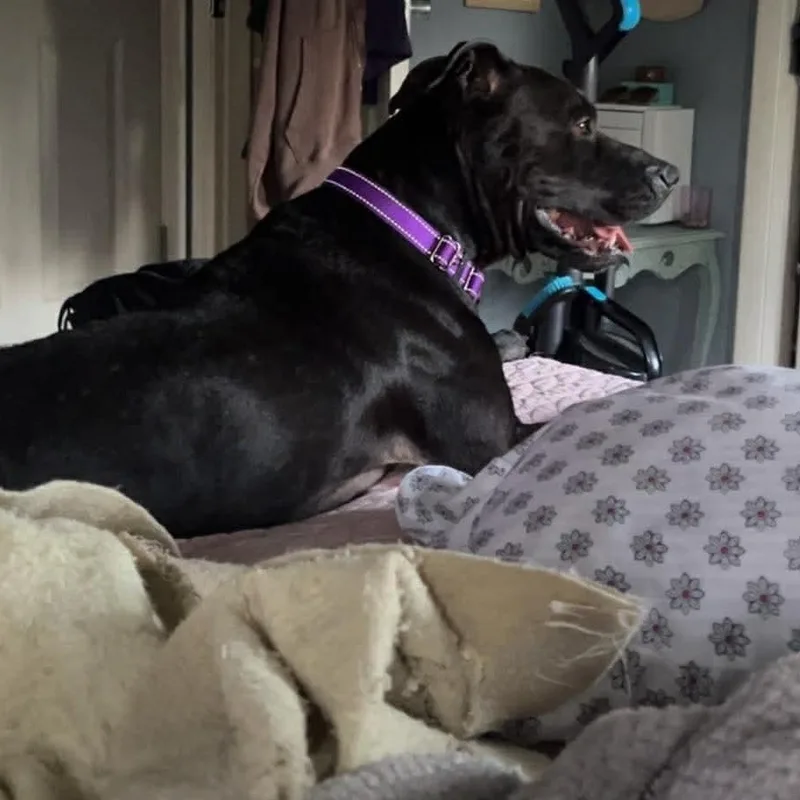 An adult medium-sized female Black Black Labrador Retriever dog named Queen for adoption in Richmond, KY