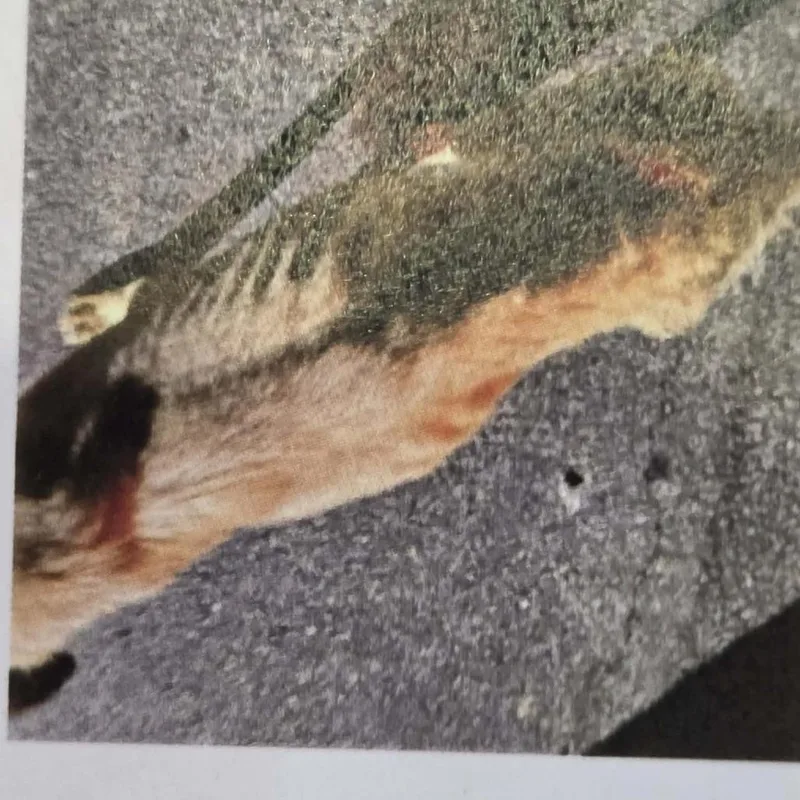 A young medium-sized female Brown / Chocolate Anatolian Shepherd dog named Valerie for adoption in Smithfield, NC