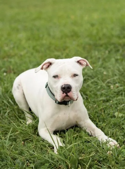 A baby medium-sized male White / Cream Mixed Breed dog named Ace for adoption in Hamilton, OH