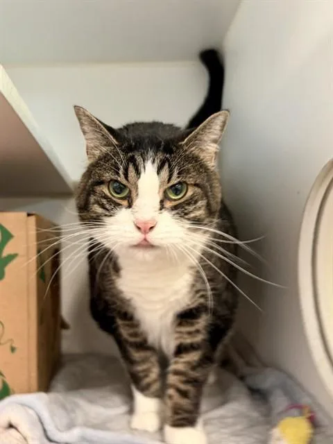 A senior small-sized female Domestic Short Hair cat named Rosie for adoption in Olivette, MO