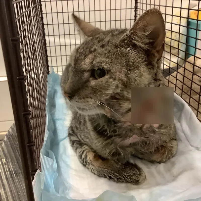 An adult medium-sized male Gray / Blue / Silver Domestic Short Hair cat named Tex for adoption in San Gabriel, CA