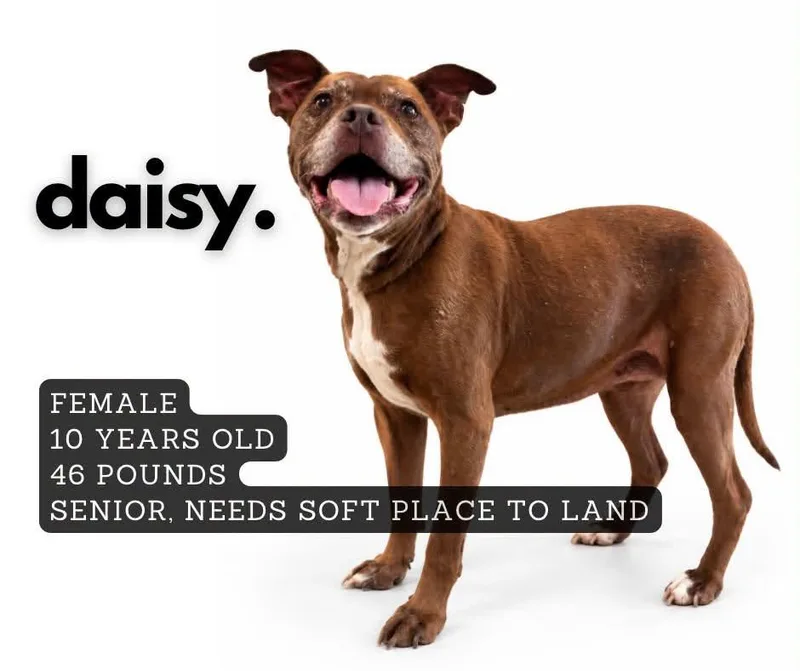 A senior medium-sized female Pit Bull Terrier dog named Daisy for adoption in Ashland, KY