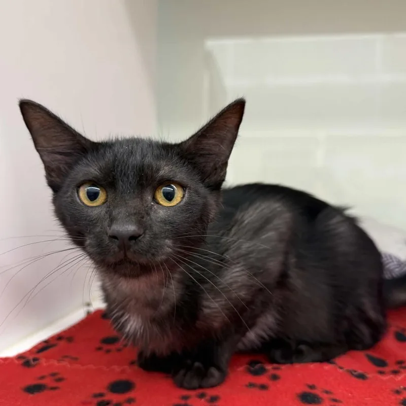 A baby medium-sized male Smoke Domestic Short Hair cat named Doakes for adoption in Beaumont, TX