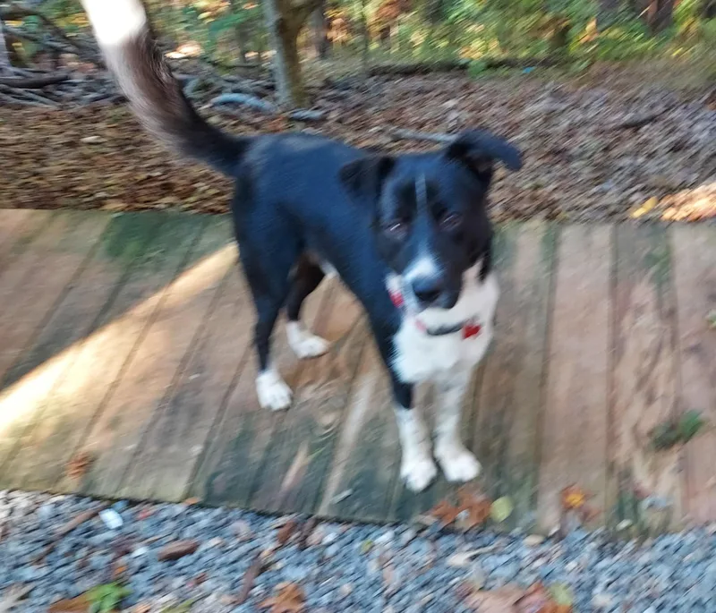 Freddie Mercury thumbnail 2