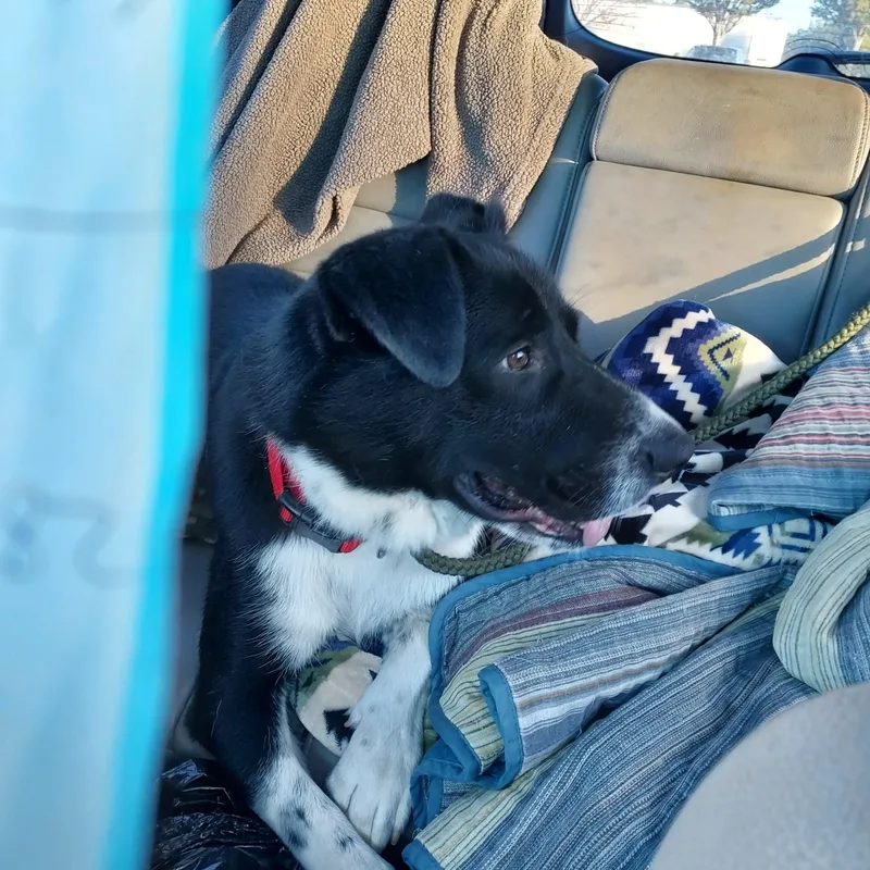 Freddie Mercury thumbnail 3