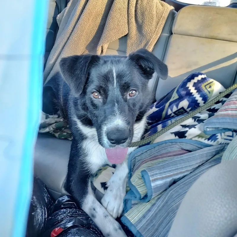 Freddie Mercury thumbnail 4