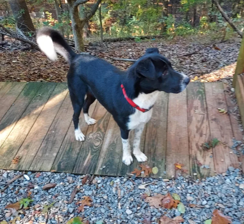 Freddie Mercury thumbnail 5