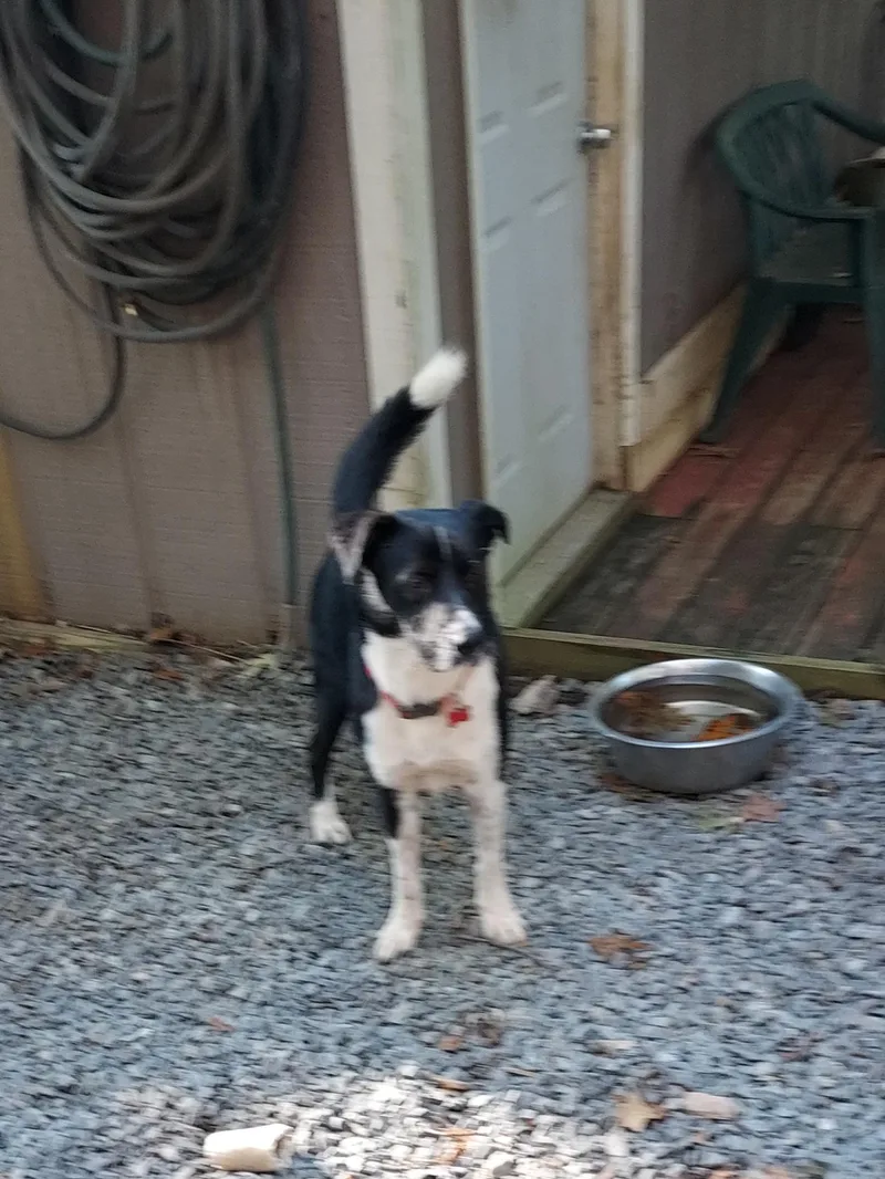 Freddie Mercury thumbnail 6