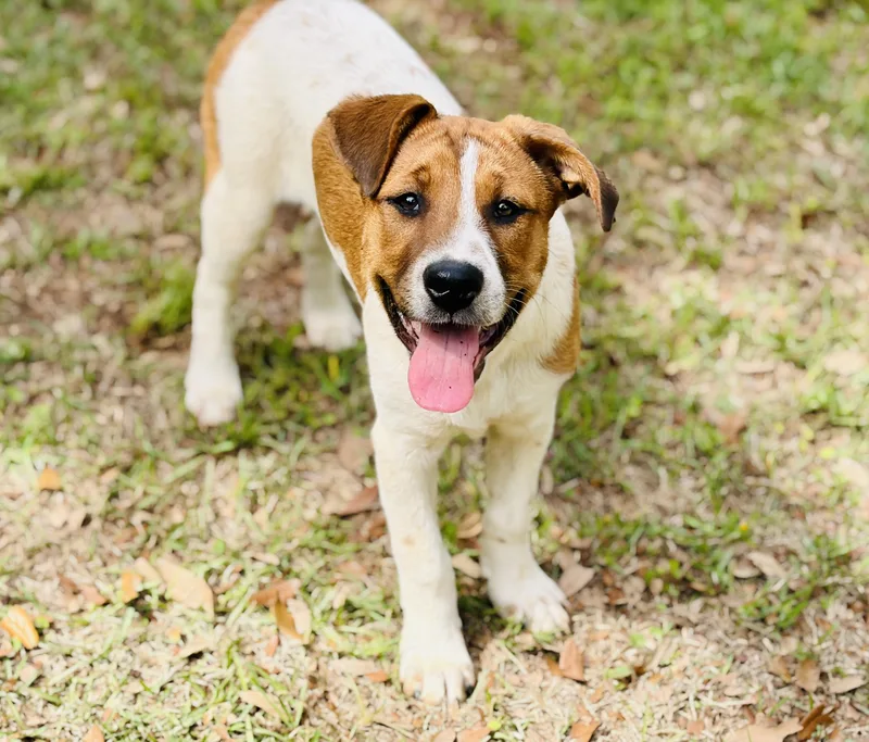 Meri Well Rounded Puppy thumbnail 3