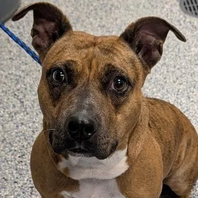 An adult medium-sized female Brindle Mixed Breed dog named Puddin' for adoption in Greenville, SC