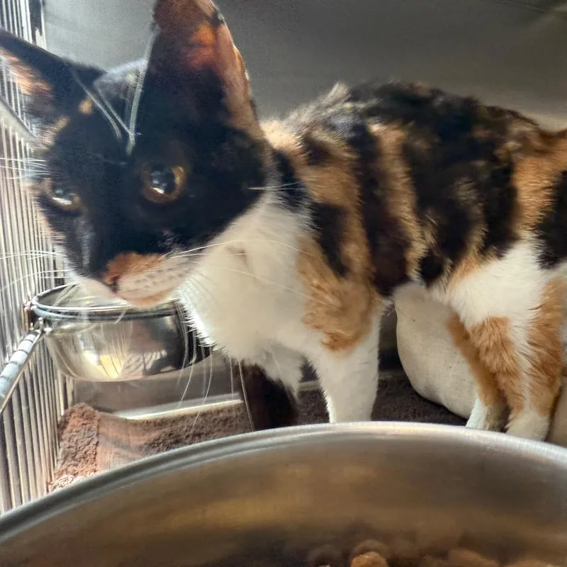 A senior medium-sized female Calico Domestic Short Hair cat named Aspen for adoption in Cedaredge, CO