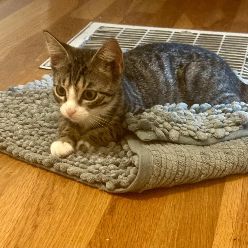 A baby small-sized female Tabby (Buff / Tan / Fawn) Domestic Short Hair cat named Lavender Blue for adoption in Richmond, VA
