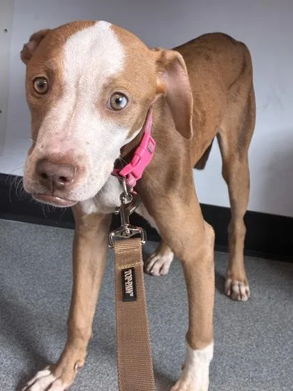 A baby small-sized female Mixed Breed dog named Delilah for adoption in West Chester, PA