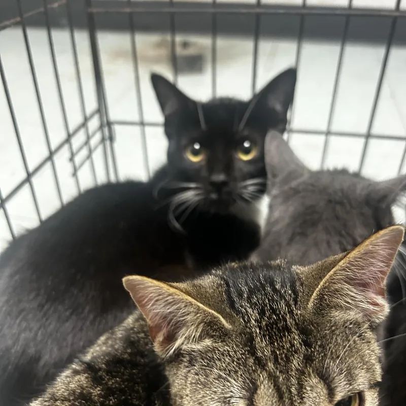 An adult medium-sized male Gray / Blue / Silver Domestic Short Hair cat named Jabba for adoption in Philadelphia, PA