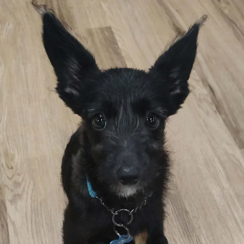 Elvira