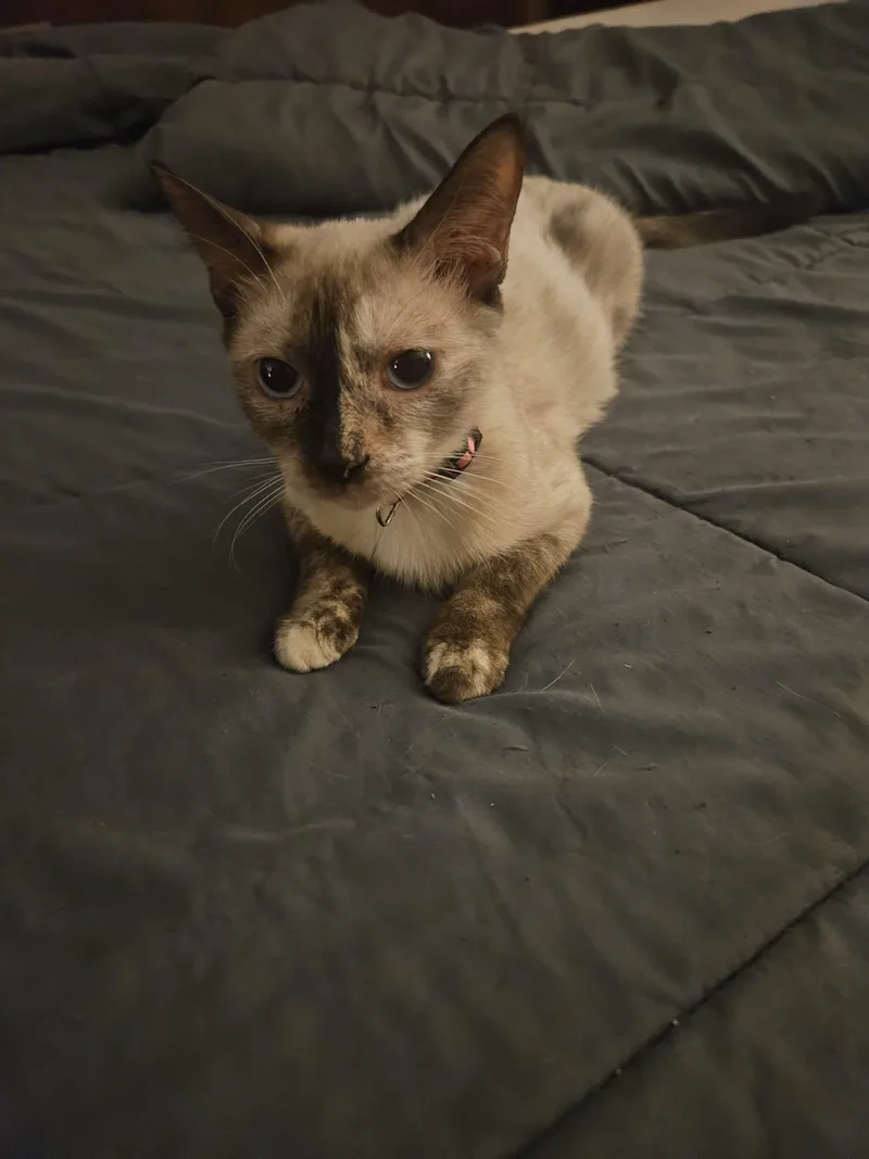 A baby medium-sized male Domestic Short Hair cat named Ginger and Luna for adoption in Franklin, MA