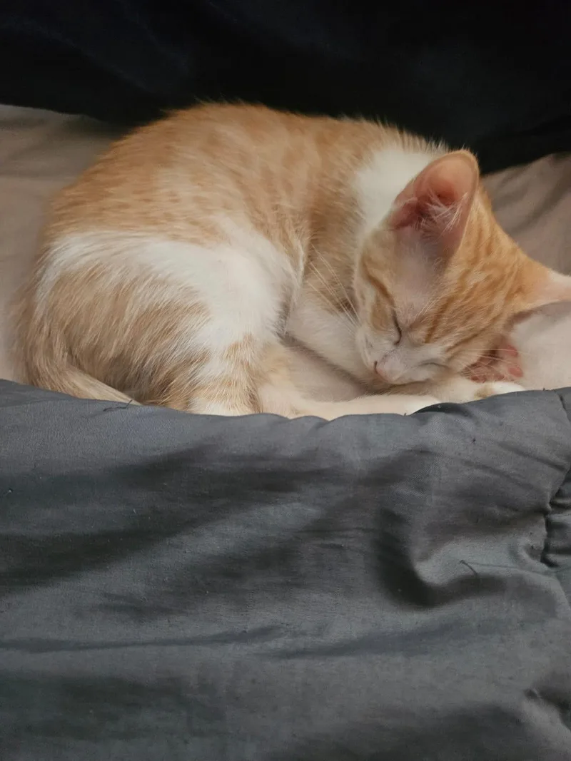 Ginger and Luna thumbnail 3