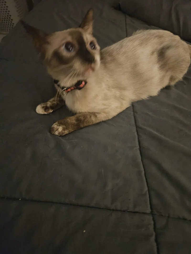 Ginger and Luna thumbnail 4
