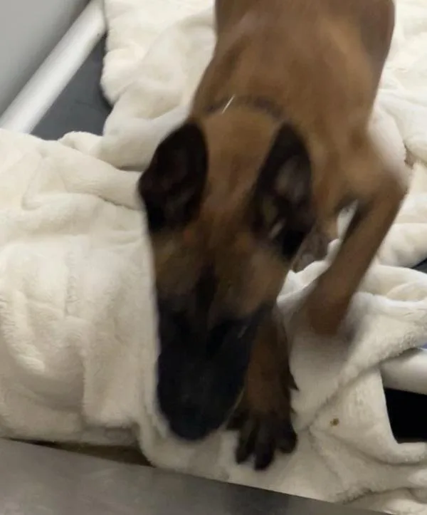 A baby small-sized male Belgian Shepherd / Sheepdog dog named Squash for adoption in Escondido, CA