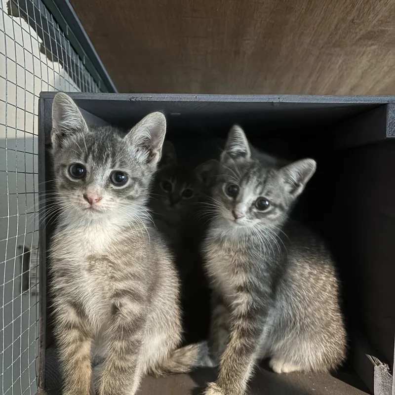 A young medium-sized male Gray & White Domestic Short Hair cat named Sardine for adoption in Tomball, TX