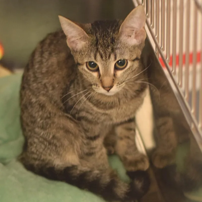 A baby small-sized female Brown / Chocolate Domestic Short Hair cat named Brittany S. Pierce  for adoption in Belleville, IL