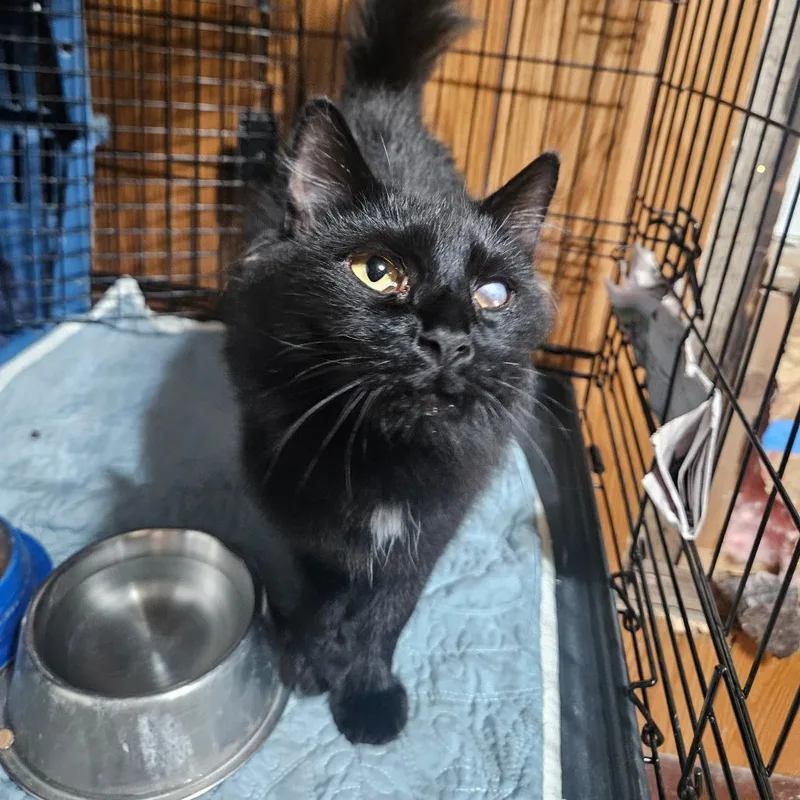 An adult medium-sized female Domestic Medium Hair cat named Edeline for adoption in Watertown, NY