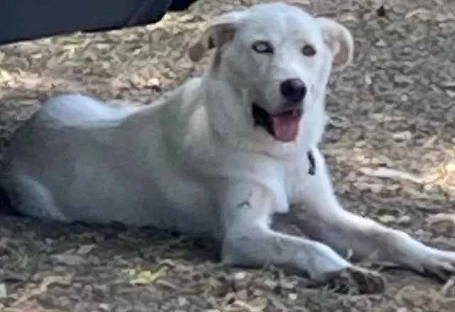 A young large-sized male Mixed Breed dog named Winter for adoption in Dallas, TX