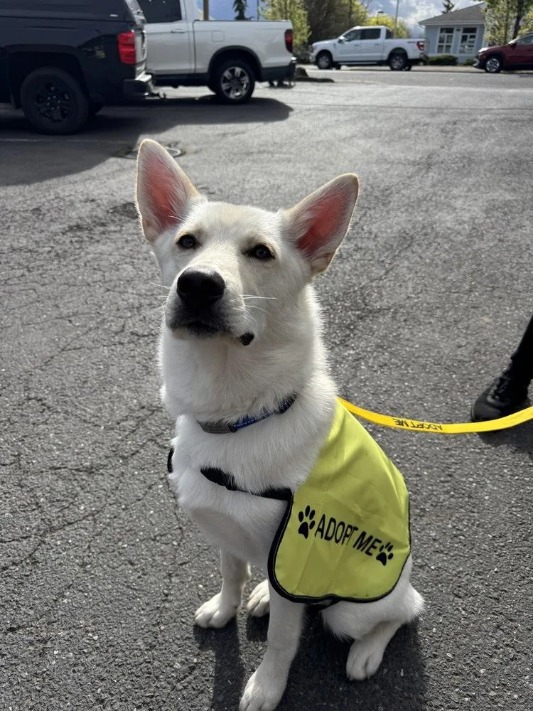 Garbanzo thumbnail 2