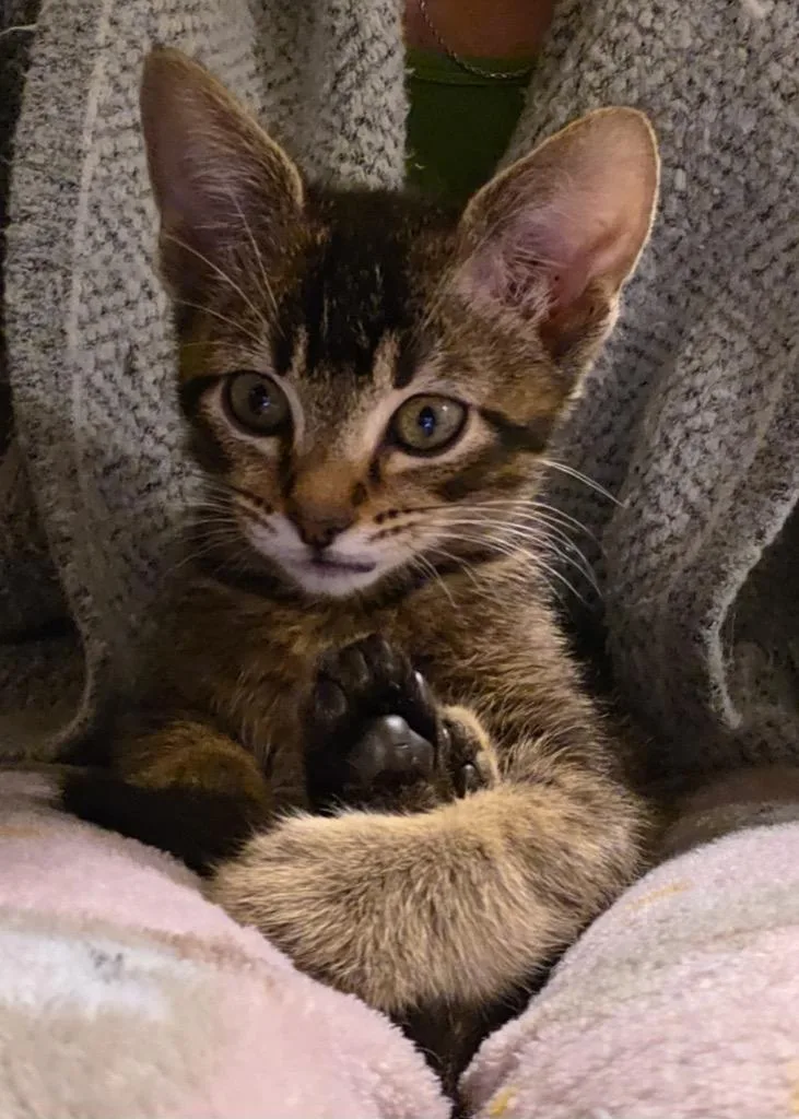 A baby medium-sized male Domestic Short Hair cat named Jokkmokk for adoption in Fort Lupton, CO