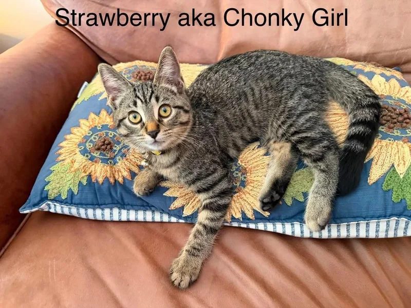 A baby medium-sized female Domestic Short Hair cat named Strawberry for adoption in Ferndale, MI