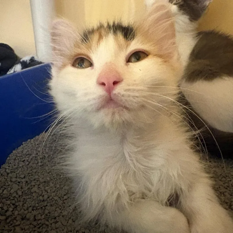 A baby small-sized female Calico Domestic Short Hair cat named Willow for adoption in East Hanover, NJ