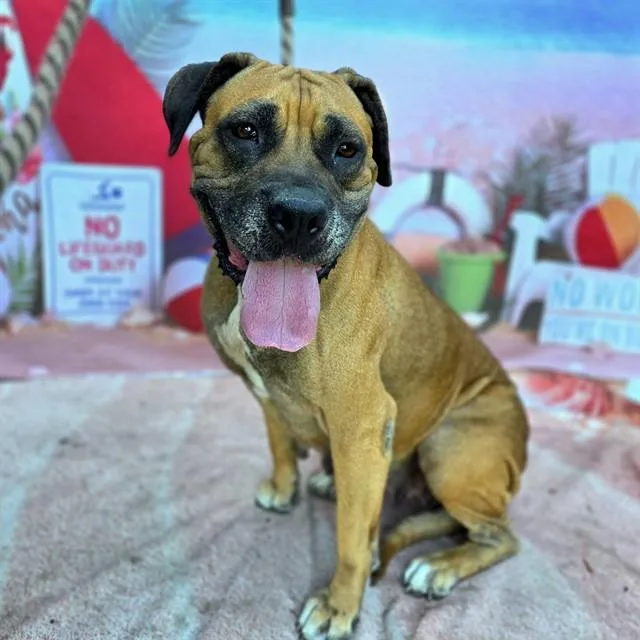 An adult large-sized female Mastiff dog named Satin for adoption in Long Beach, CA