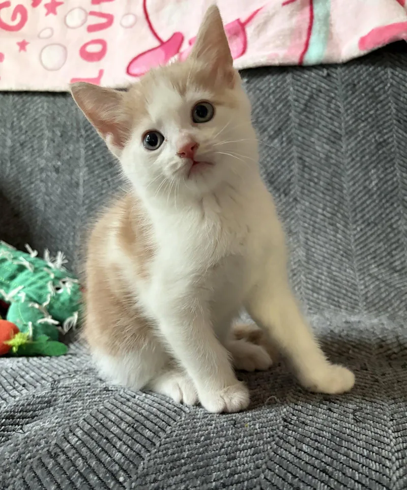 A baby medium-sized male Buff & White Domestic Short Hair cat named Ralphie for adoption in Rootstown, OH