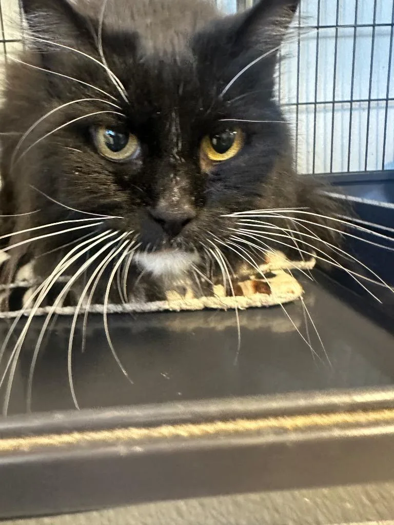 A senior medium-sized female Domestic Long Hair cat named Ms. Mittens for adoption in Rock Springs, WY
