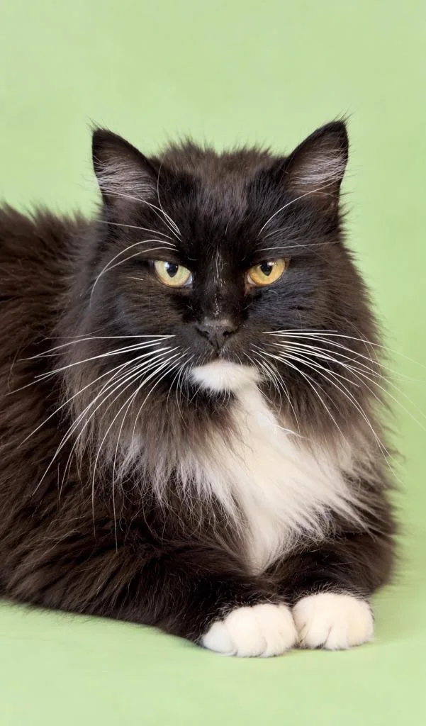 Ms. Mittens thumbnail 2